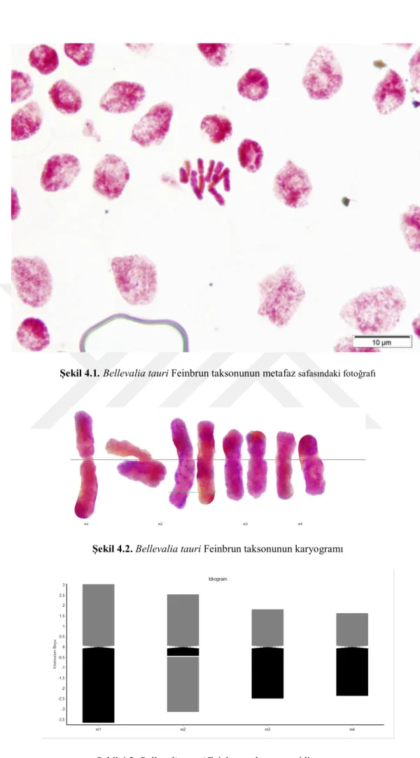 Şekil 4.1. Bellevalia tauri Feinbrun taksonunun metafaz  safasındaki fotoğrafı 