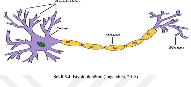 Şekil 3.4. Biyolojik nöron (Lagandula, 2018) 