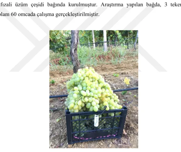 ġekil 3.2.1. Hafızali üzüm çeşidi 