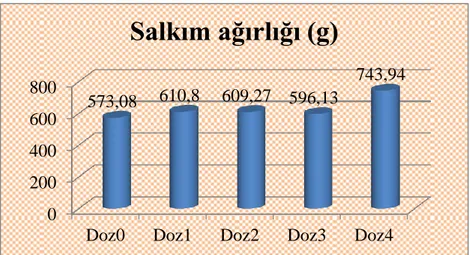 ġekil 4.8. Uygulamaların Salkım Ağırlığına Etkileri 