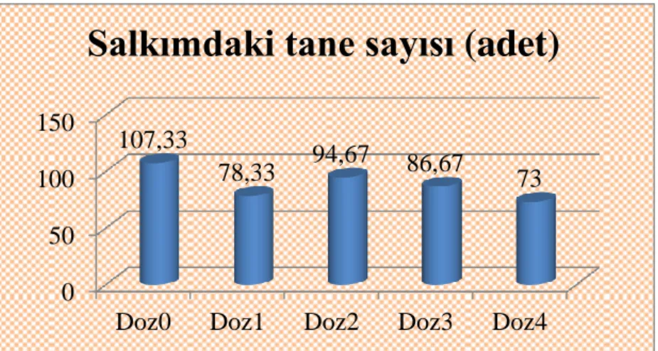 ġekil 4.10. Uygulamaların Salkımdaki Tane Sayısına Etkileri 