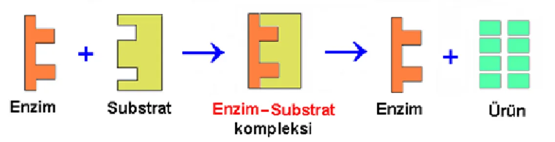 ġekil 1.1 Enzim substrat kompleksi 
