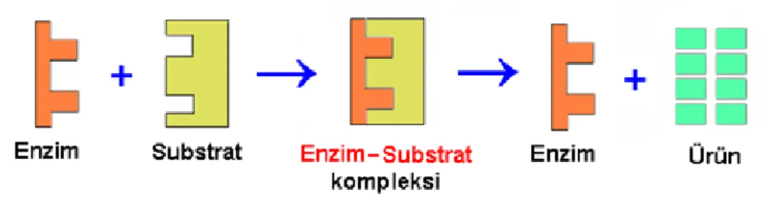ġekil 1.1 Enzim substrat kompleksi 