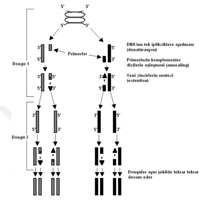 Şekil 1. 1. PCR çalışma prensibi 