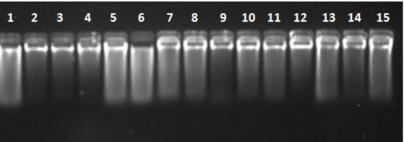 Şekil 3. 1. Tescilli Tritikale Çeşitlerine Ait DNA Jel Elektroforez Görüntüleri 