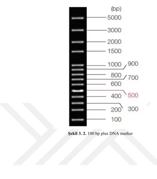 Şekil 3. 2. 100 bp plus DNA marker 