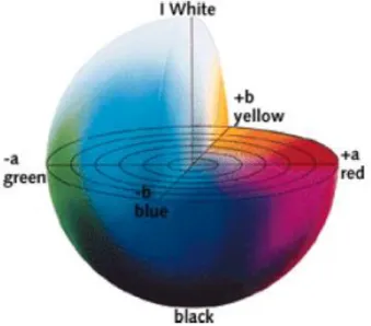 Figure 3. 1.   Positions of color parameters L*, a* and b* on the Hunter scalar 