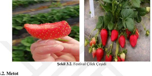 Şekil 3.2. Festival Çilek Çeşidi      