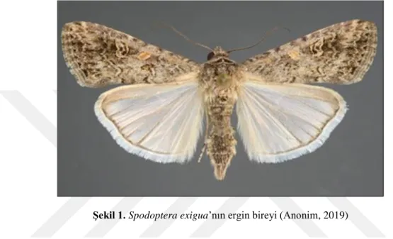Şekil 1. Spodoptera exigua’nın ergin bireyi (Anonim, 2019) 