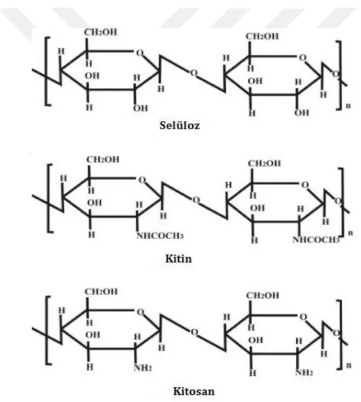 Şekil 2. 1. Selüloz, kitin ve kitosanın kimyasal yapısı (Muşabak, 2008) 