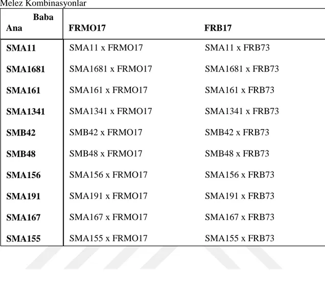 Çizelge  3.2.  Melezlemede  Kullanılan  Anaçlar  ve  Çoklu  Dizi  Analizi  İle  Oluşturulan  Melez Kombinasyonlar 