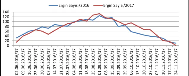 Şekil 12. Kösebalcı mahallesi deneme parselinde 2016-2017 yıllarında yakalanan C. 