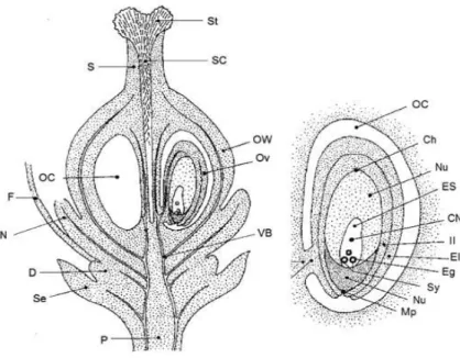 Şekil  1.2.  Asma  çiçeğinin  kısımları.  OC,  karpel;  Ch,  salaza;  Nu,  nusellus;  ES,  embriyo  kesesi;  CN,  embriyo  kesesinin merkezi hücreleri; II, iç integüment; EI, dış integüment, Eg, yumurta hücresi; Sy, sinerjit hücreleri; Mp,  mikropil;  F,  
