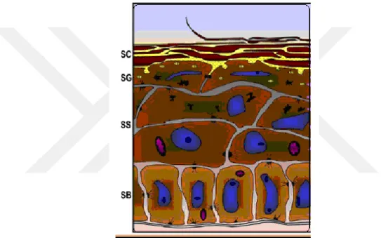 Şekil 3. Temel katmanlarıyla gösterilen epidermis diyagramı 