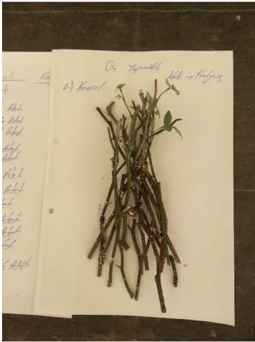 ġekil 4.2. Sökülen üç yapraklı çelikleri 