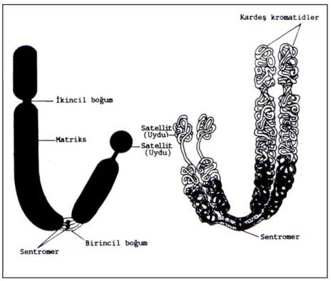 Şekil 2.2. Kromozomun genel yapısı (Kühn, 1967) 