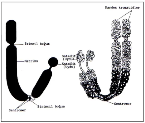 Şekil 2.2. Kromozomun genel yapısı (Kühn, 1967) 