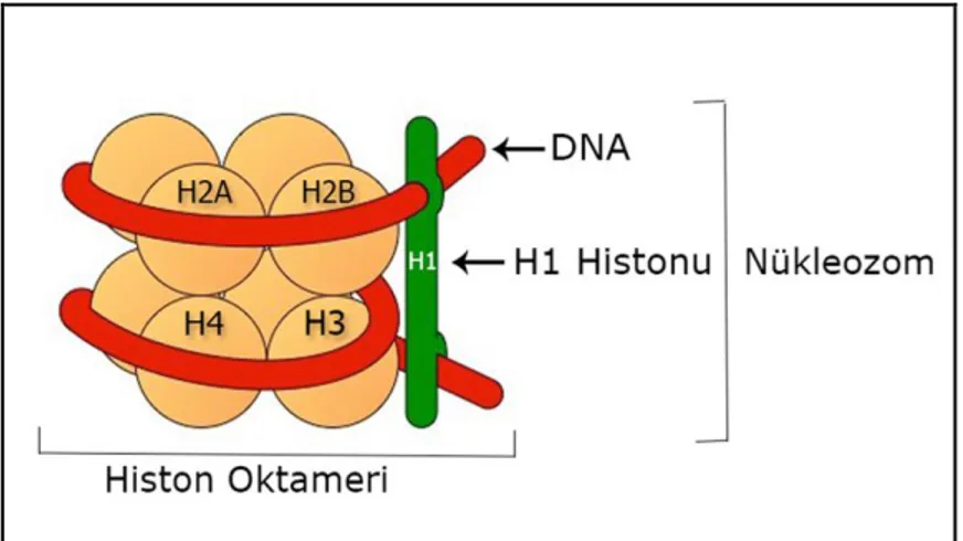 Şekil 2.3. Histon oktameri ve nükleozom oluşumu (Anonymus, 2019) 
