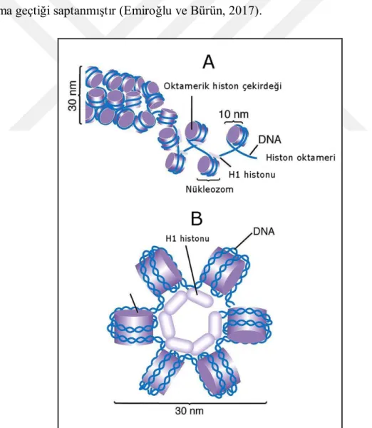 Şekil 2.4. DNA molekülünün histon oktamerini çevreleyerek paketlenmesi (A) ve altı nükleozomun H1  histonları ile birlite solenoid olarak toplanması (B) (Anonymus, 2019a)
