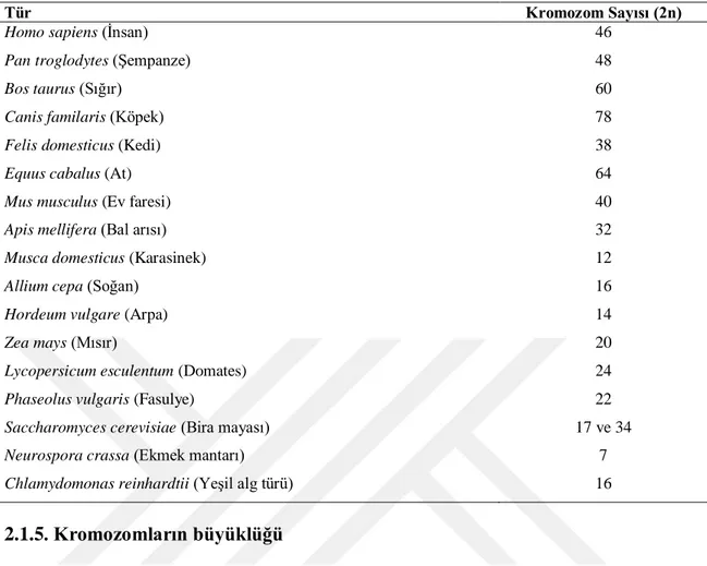Çizelge 2.2. Bazı türlerin diploid kromozom sayısı (Topaktaş ve Rencüzoğulları, 2010) 
