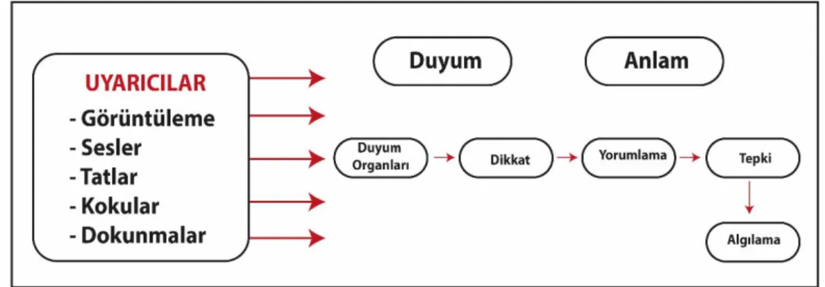 Şekil 2.1: Algılama Süreci Solomon (2010) 