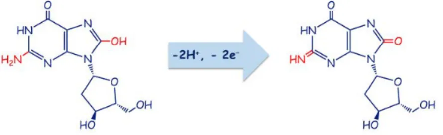 Şekil 1.2. 8-OHdG’nin yükseltgenme reaksiyonu 