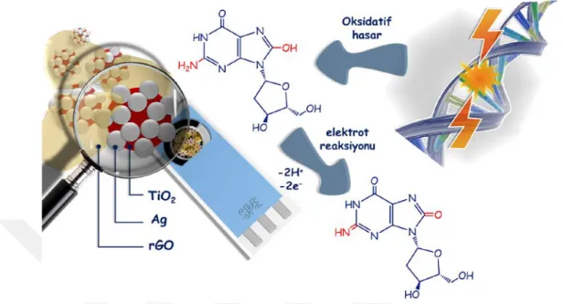 Şekil 5.3. Hazırlanan sensörün (Ag-TiO 2 -rGO/SPE) şematik gösterimi ve 8-OHdG tayini için  elektrot reaksiyonu