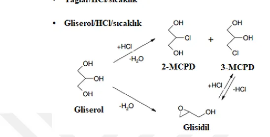 Şekil  1.  7.  Gliserolun  asitli  ortamda  2-MCPD,  3-MCPD  ve  glisidile  dönüşüm  reaksiyonları  (Crews ve ark., 2013) 