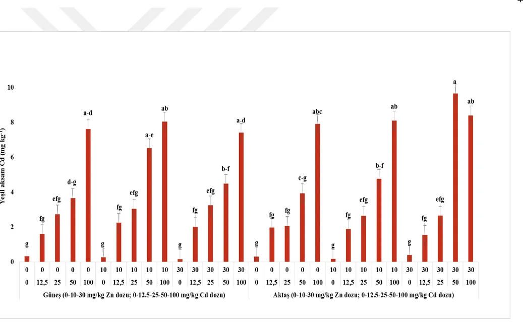 Şekil 4.4. Çinko ve Cd uygulamalarının karabuğday çeşitlerinin yeşil aksam Cd içeriği üzerine etki 