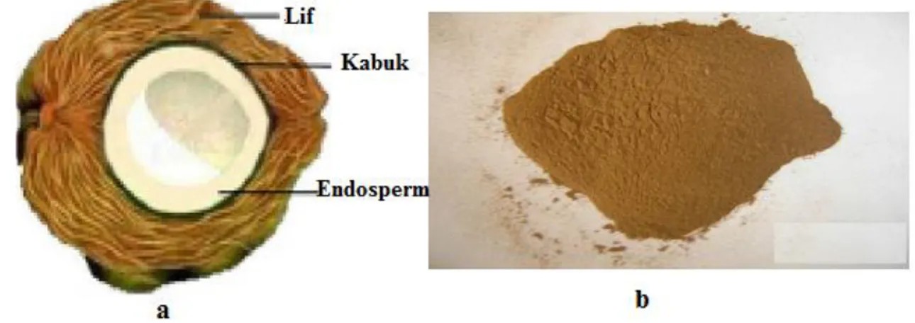 Şekil 1.4. a) Hindistan cevizinin yapısı b) Öğütülmüş hindistan cevizi kabuğu ve lifi (Kocaman, 2017) 