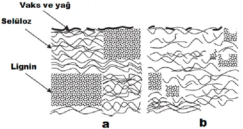 Şekil 4.1. a) Muamele edilmemiş ve b) Alkali işlenmiş lignoselülozik yapı (Kabir ve ark., 2012) 