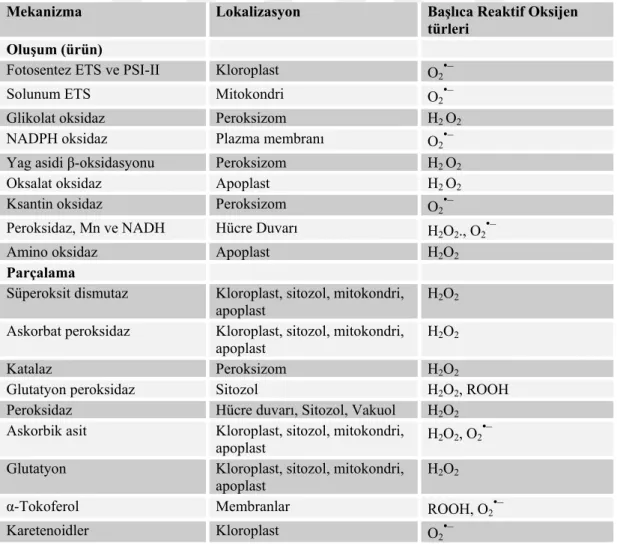 Çizelge 4. Bitkilerde ROS oluşumu, lokalizasyonu ve uzaklaştırılması (Mittler, 2002). 