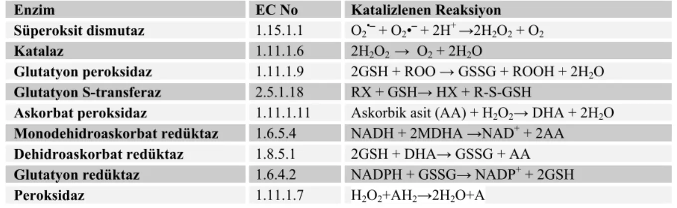 Çizelge 5. Bitkisel enzimatik antioksidanlar 