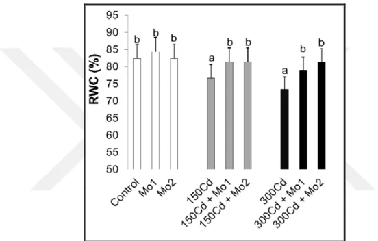 Şekil  4.1.  Kadmiyum  stresi  altındaki  buğday  yapraklarında  molibden  uygulamalarının  yaprak  nisbi  su içeriklerinde (RWC) meydana getirdiği ortalama % değişimler (n=5)