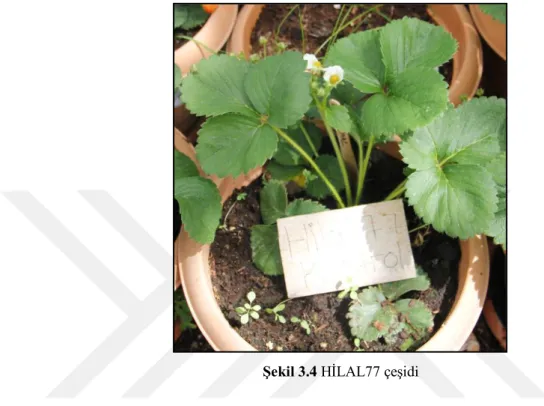 Şekil 3.4 HİLAL77 çeşidi 