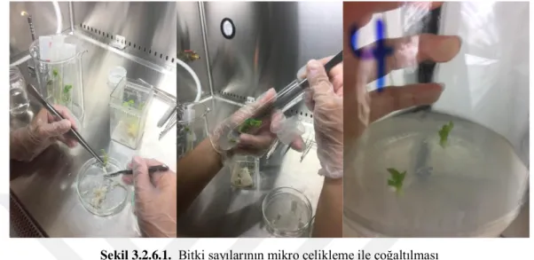 ġekil 3.2.6.1.  Bitki sayılarının mikro çelikleme ile çoğaltılması 