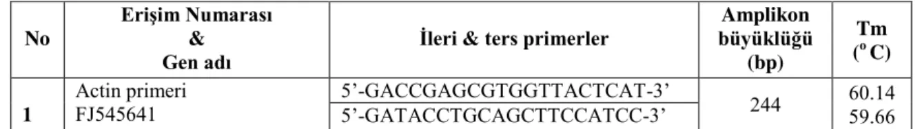 Çizelge 3.6.3. qPCR deneylerinde kullanılan referans gene ait dizi bilgisi  No 
