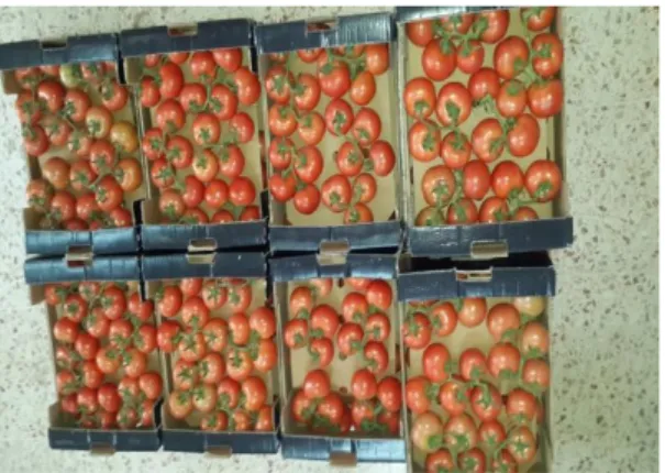 ġekil 3.1.  Bitkisel materyal ‗Diamantino‘ domates çeşidinin hasat sonrası görünümü 