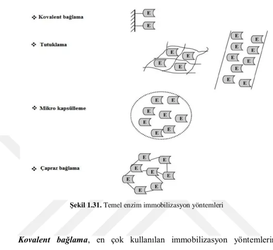 Şekil 1.31. Temel enzim immobilizasyon yöntemleri 