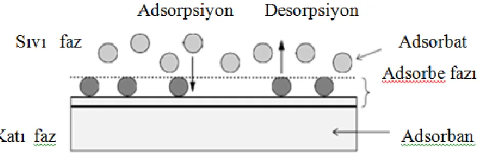 Şekil 1.9. Adsorpsiyon işleminin basit gösterimi (Worch, 2012)   