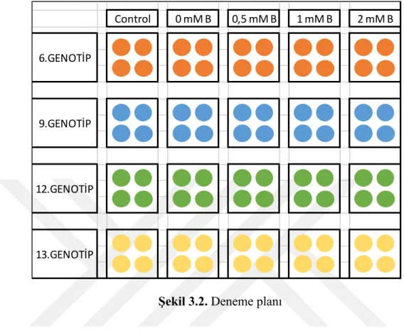 ġekil 3.2. Deneme planı 