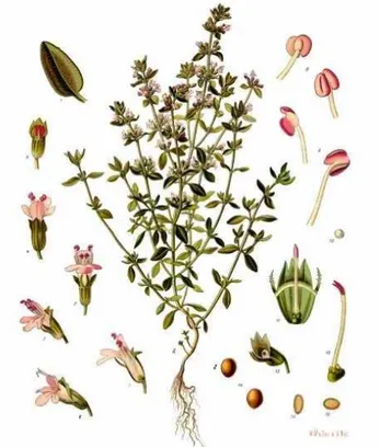Şekil 2.1. Thymus vulgaris L. (Schoepke, 2006) 