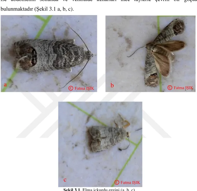 Şekil 3.1. Elma içkurdu ergini (a, b, c) 
