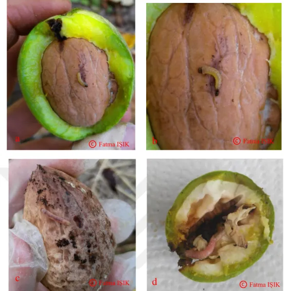 Şekil 3.2. Elma içkurdunun genç larvası (a, b), olgun larva (c, d) 