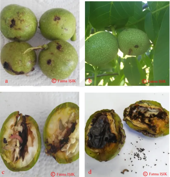 Şekil 3.3. Elma içkurdunun ceviz meyvelerine giriş delikleri (a, b), larvası,  zararı ve zarar sonrası  bıraktığı pislikleri ( c, d )