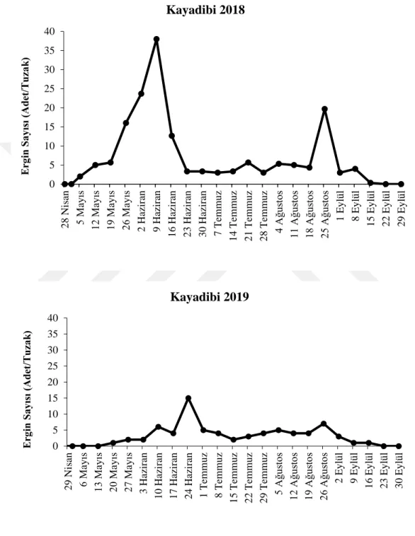 Şekil 4.2. Elma içkurdunun Kayadibi lokasyonunda 2018-2019 yıllarındaki ergin popülasyon gelişimi0510152025303540