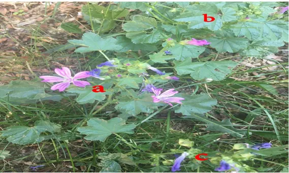 Şekil  1.1.  Malva  sylvestris  L.  (a)  Yapraklı  çiçekli  gövdeler;  (b)  Genç  yapraklar;  (c)  Olgunlaşmamış  meyveler görselde açık bir şekilde görülmektedir
