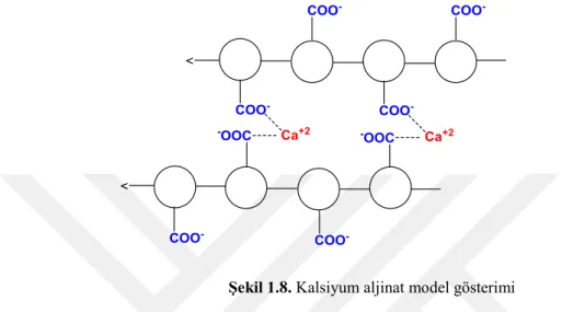 Şekil 1.8. Kalsiyum aljinat model gösterimi 
