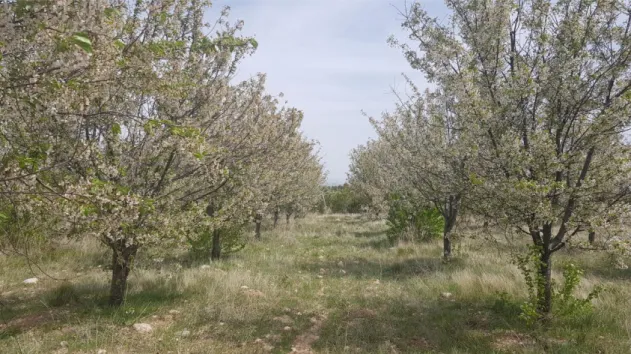 ġekil 3.1. ViĢne tomurck örneklerinin alındığı bahçenin görünümü (Orijinal)