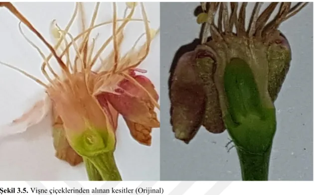 ġekil 3.5. ViĢne çiçeklerinden alınan kesitler (Orijinal)
